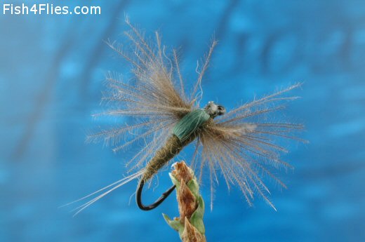Ryan's CDC Dark Olive Brown